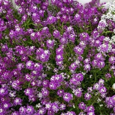 Strandkrassing lila-violett höjd 10-25 cm bl juni-okt minst 100 frön