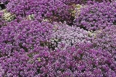 Strandkrassing lila-violett höjd 10-25 cm bl juni-okt minst 100 frön