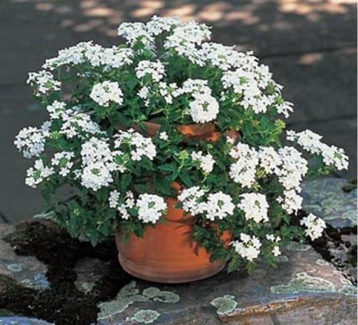 Verbena vit höjd 25 cm blommar juni-oktober 30 frön