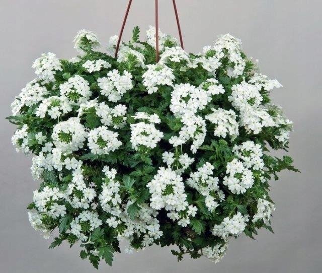 Verbena vit höjd 25 cm blommar juni-oktober 30 frön