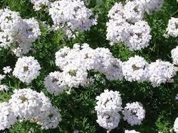 Verbena vit höjd 25 cm blommar juni-oktober 30 frön