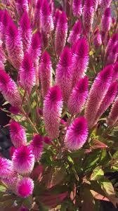 Celosia Flamingofjäder ettårig höjd 80-100 cm minst 50 frön