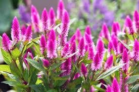 Celosia Flamingofjäder ettårig höjd 80-100 cm minst 50 frön