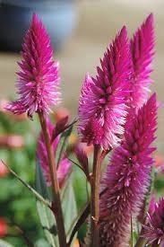 Celosia Flamingofjäder ettårig höjd 80-100 cm minst 50 frön