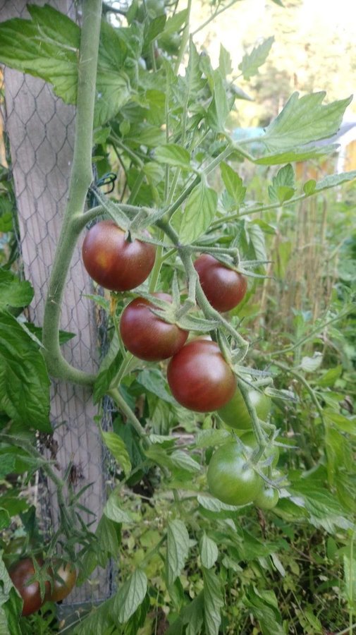 Tomat Körsbärs- Black Sweet Cherry Ekologisk 15 Frön Körsbärstomat från år 2022