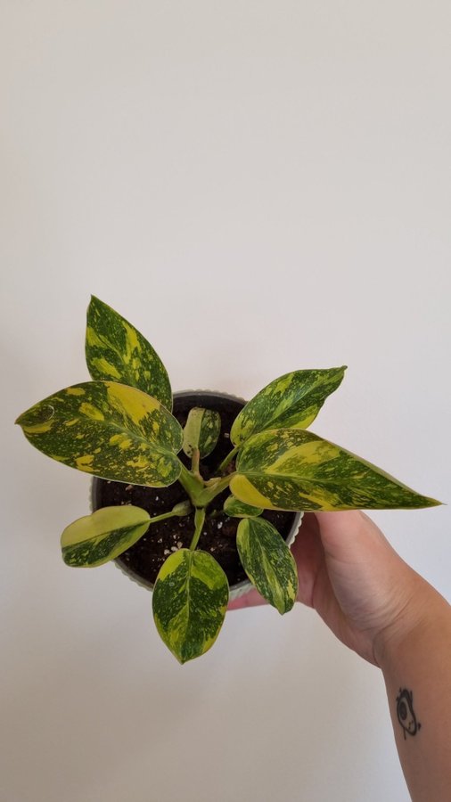 Philodendron Green Congo Variegated