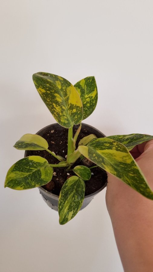 Philodendron Green Congo Variegated