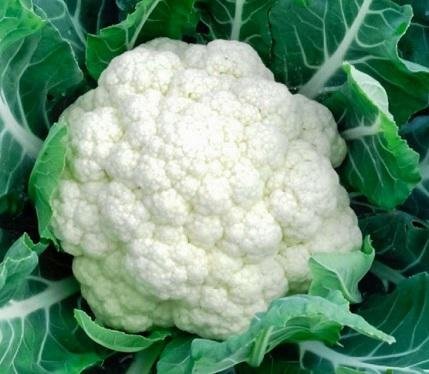 Brassica oleracea 'Snowball X' - Blomkål