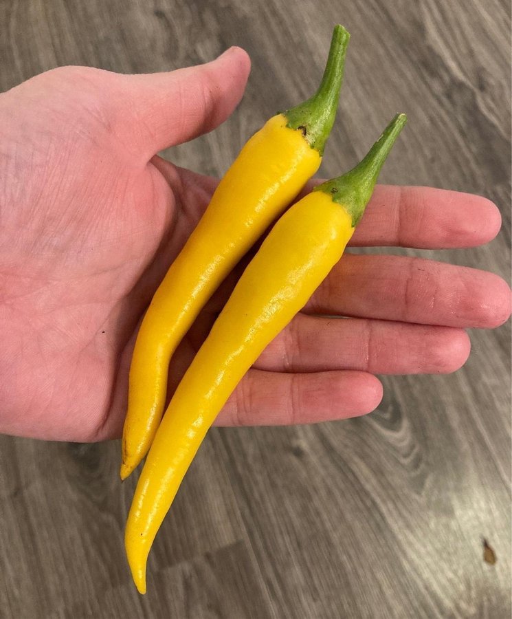 Chili Cayenne Yellow 6 frön