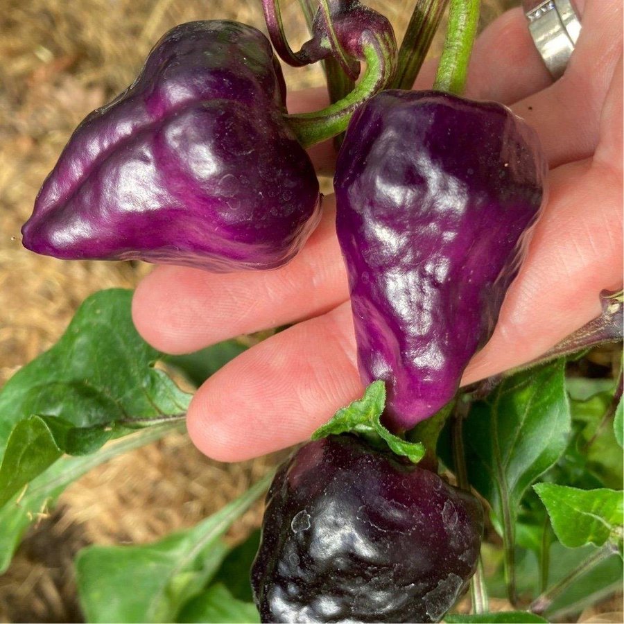 Lila Chili Purple Ufo 6 frön medelhet