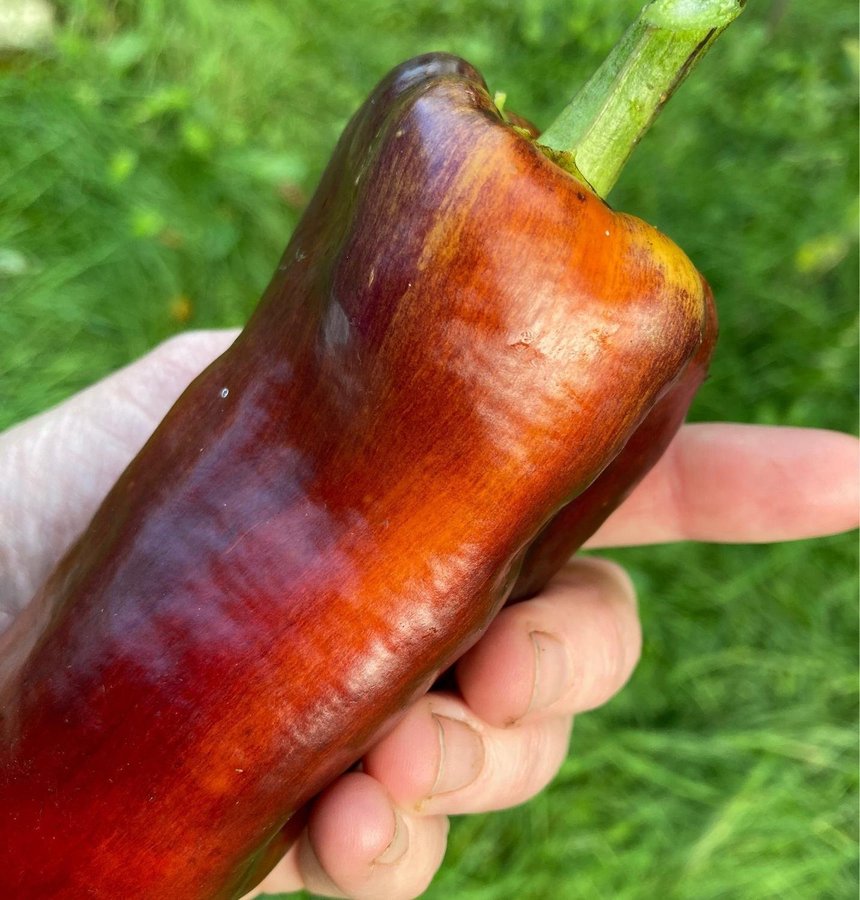 Svart/Lila randig paprika ’Laylak’ 6 frön ovanlig sort!