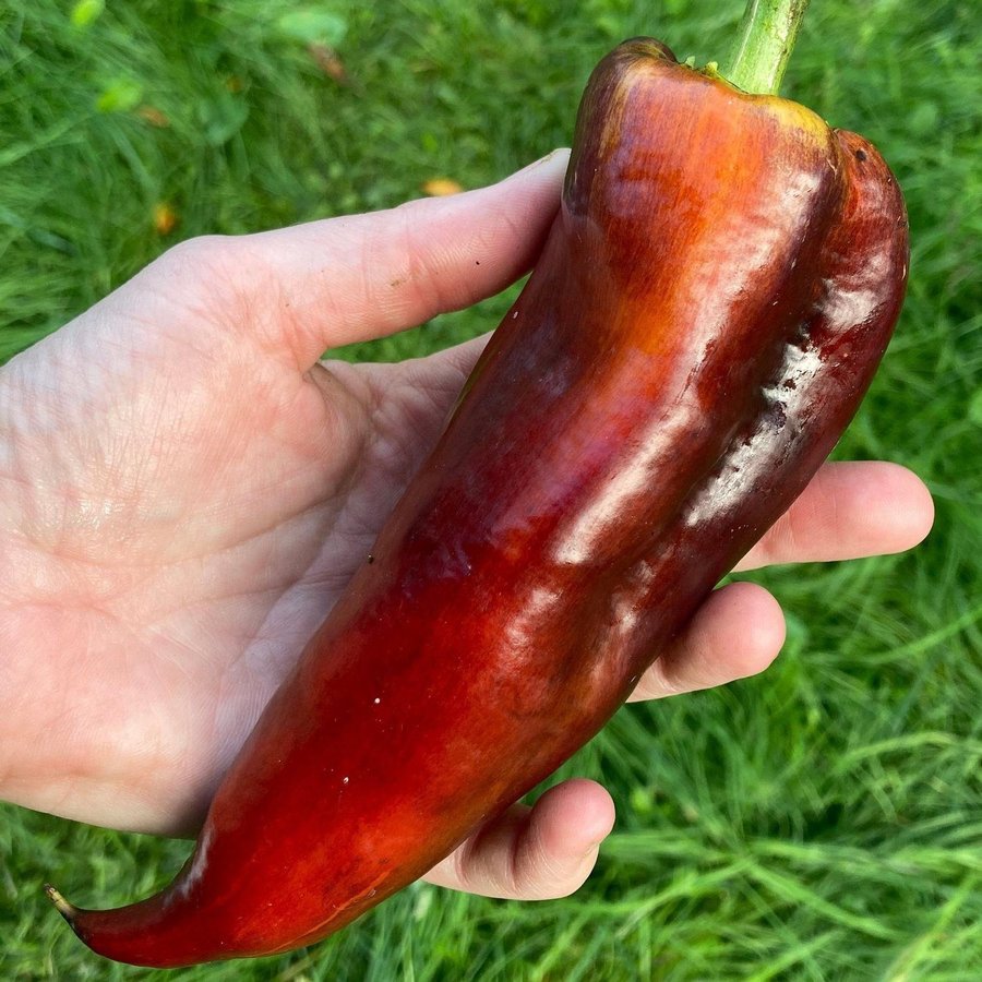 Svart/Lila randig paprika ’Laylak’ 6 frön ovanlig sort!