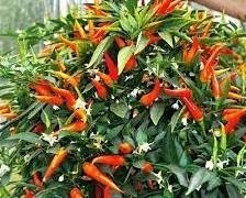 Söt peperoni Poupila/paprika krukväxt höjd 25-30 cm ettårig 6 frön