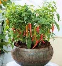 Söt peperoni Poupila/paprika krukväxt höjd 25-30 cm ettårig 6 frön