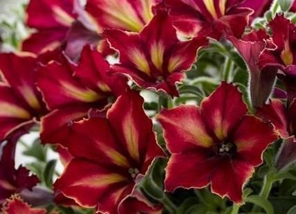 Petunia hybr 'Crazytunia Mandevilla' - Petunia