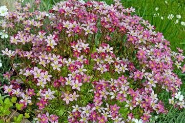 Saxifraga/ bräcka Mix flerårig h 15-20 cm blom maj-juni minst 100 frön