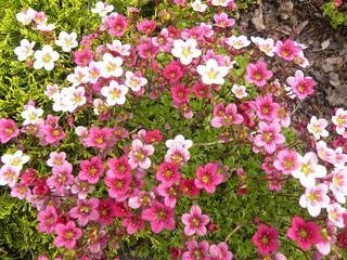 Saxifraga/ bräcka Mix flerårig h 15-20 cm blom maj-juni minst 100 frön