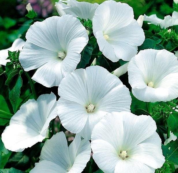 Sommarmalva 'Mont Blanc' ettårig höjd 60-90 cm blom juli-oktober 30 frön