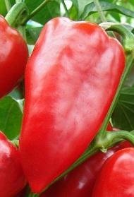 Capsicum annuum 'Sandra' - Paprika