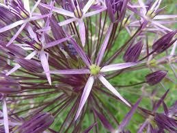 Stäpplök Allium cristophii höjd 40-50 cm blommar juni-juli 20 frön