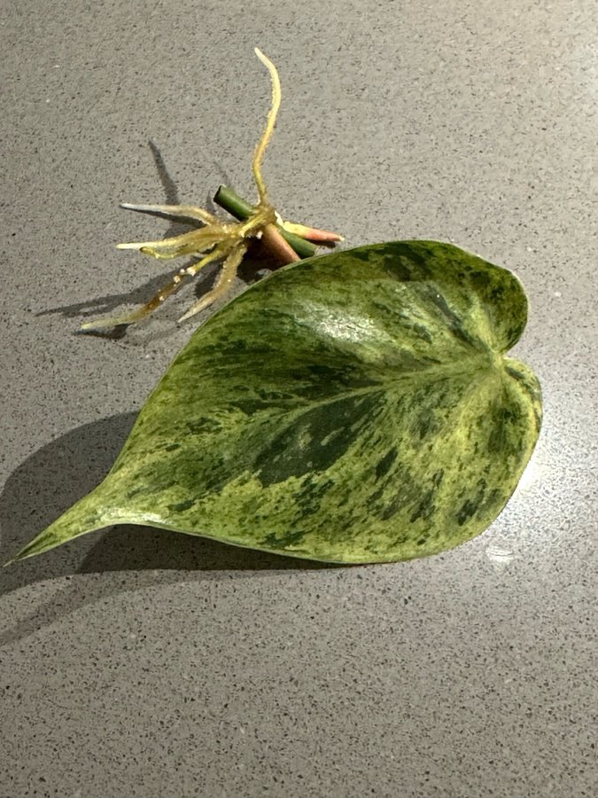 Philodendron Hedraceum Oxycardium Variegata