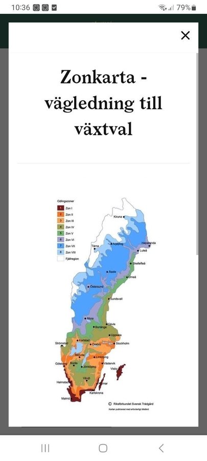 En Rönnsumak!