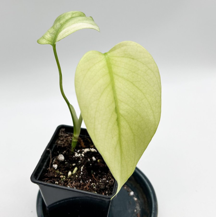 Raritet! Monstera deliciosa ghost/blue mint variegata sport small form