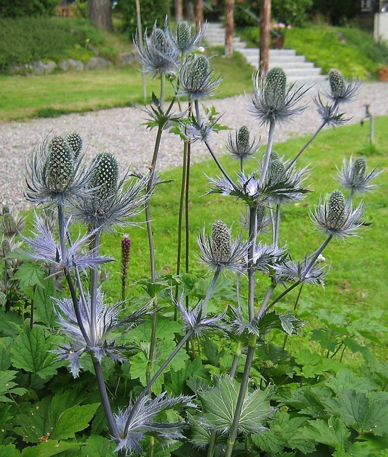 Alpmartorn Eryngium alpinum 2 Plantor Alpmarton