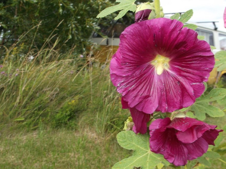 Stockros Mörk Magenta 15 Frön