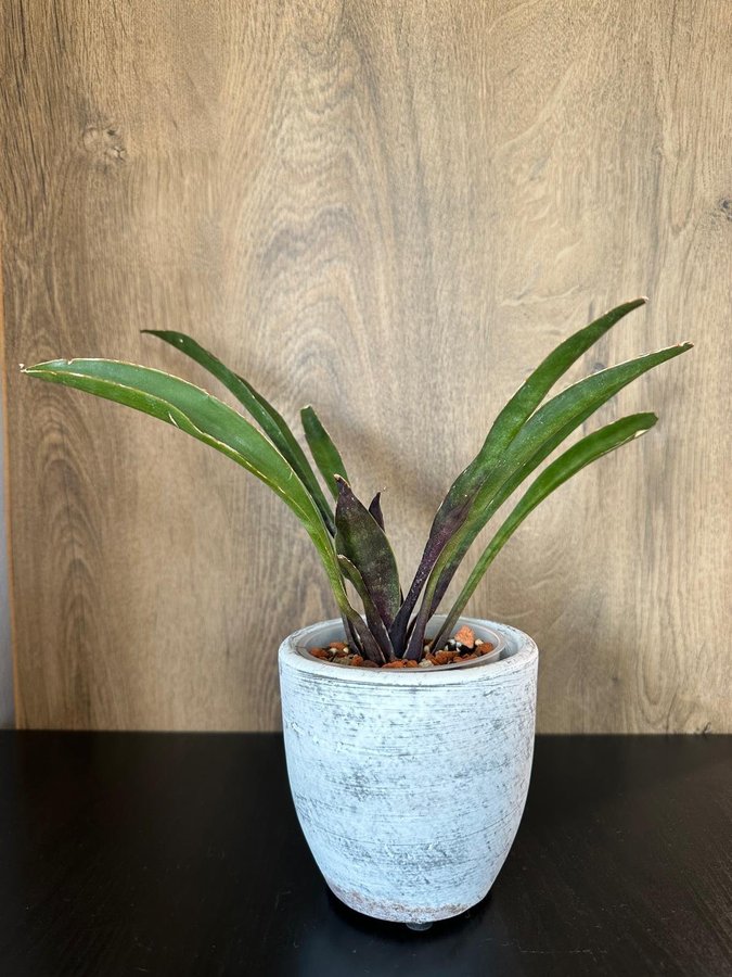 Sansevieria concinna (Spoon sansevieria)