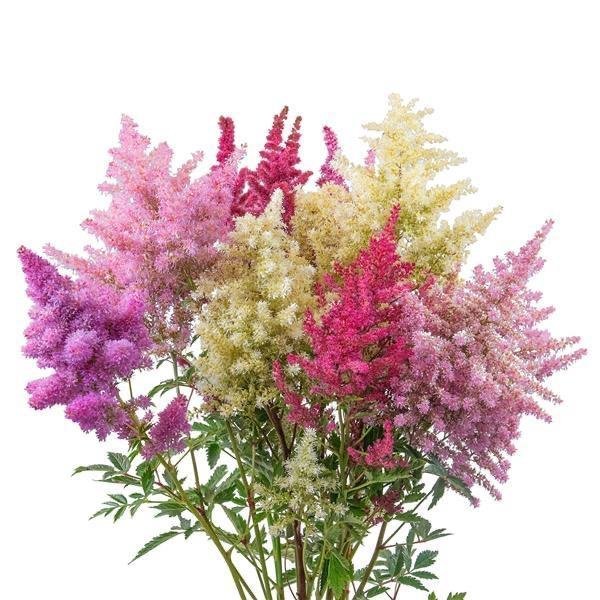 Astilbe 'Rhapsody Mix' 15st frön