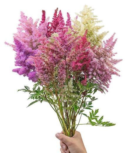 Astilbe 'Rhapsody Mix' 15st frön