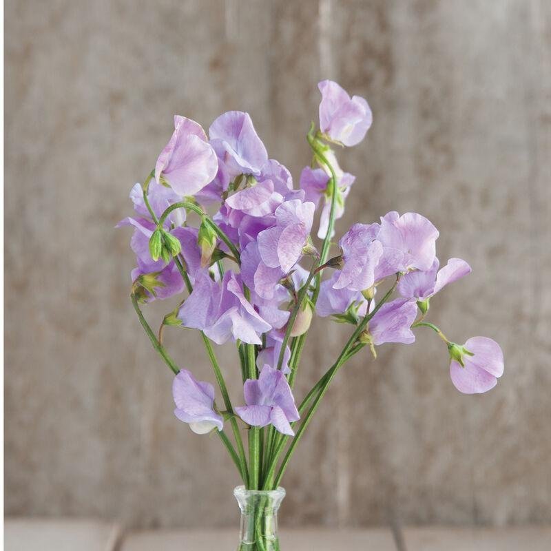 Luktärt 'Elegance Lavender' 10st frön