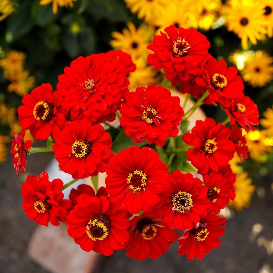 Zinnia 'Elegans Scarlet Flame' 100st frön