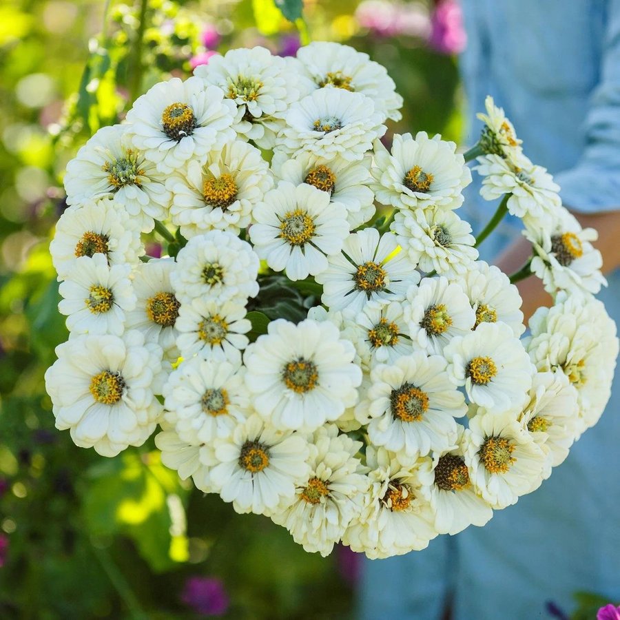 Zinnia 'Elegans Polar Bear' 100st frön