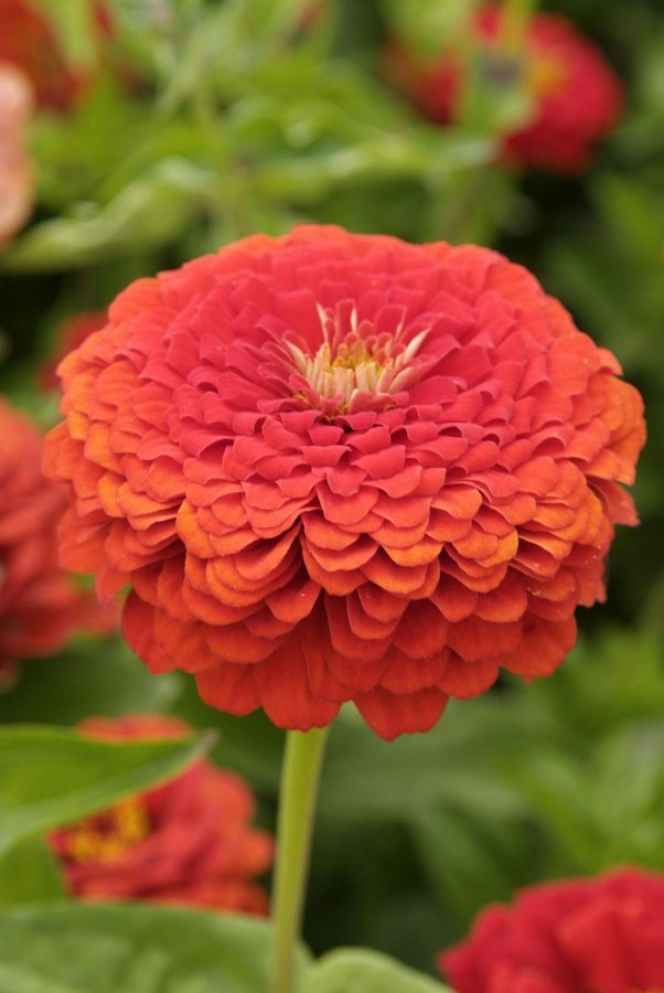 Zinnia 'Elegans Oriole' 50st frön