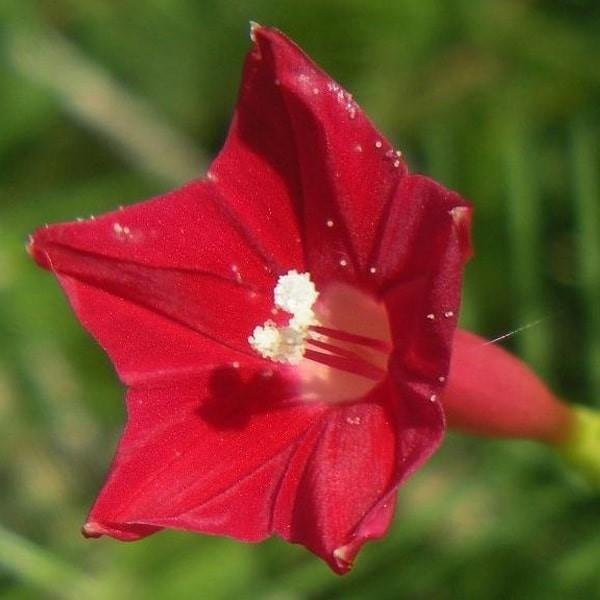 Fjäderstjärnvinda Röd ettårig klätterväxt upp till 3 m blommar juli-sep 6 frön