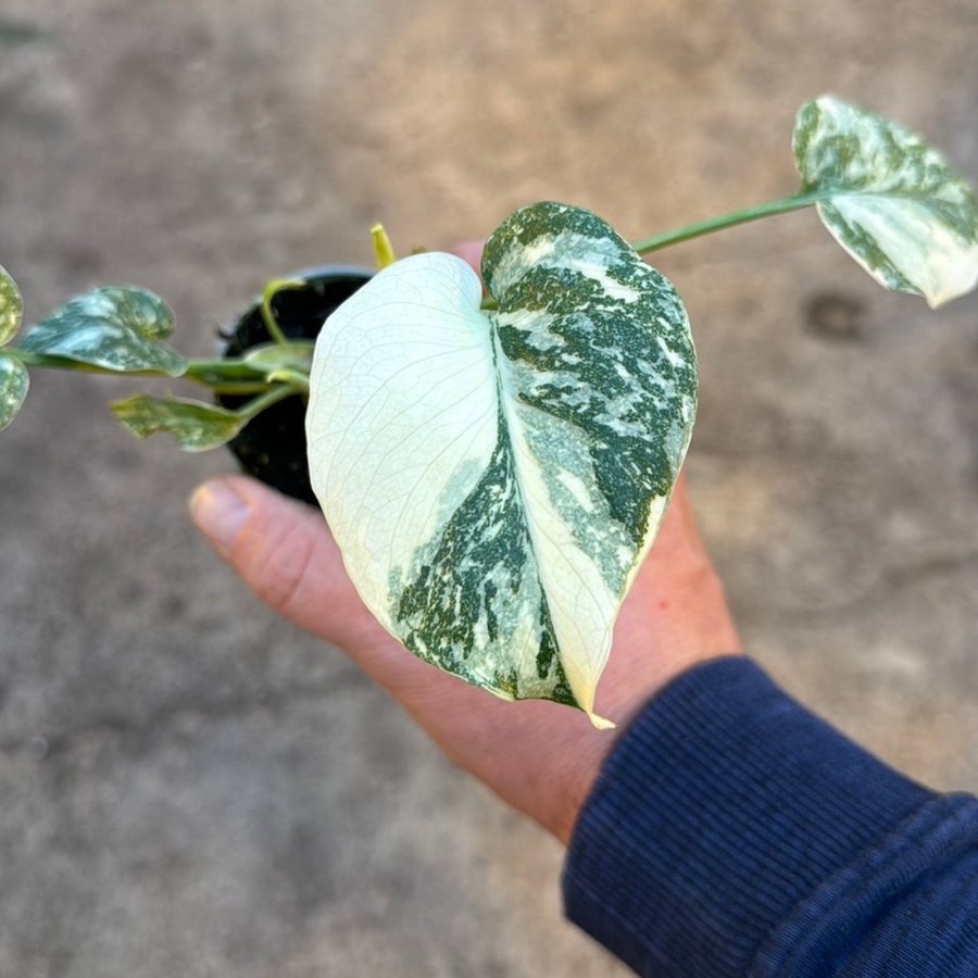 Monstera thai ‘creme burlee'