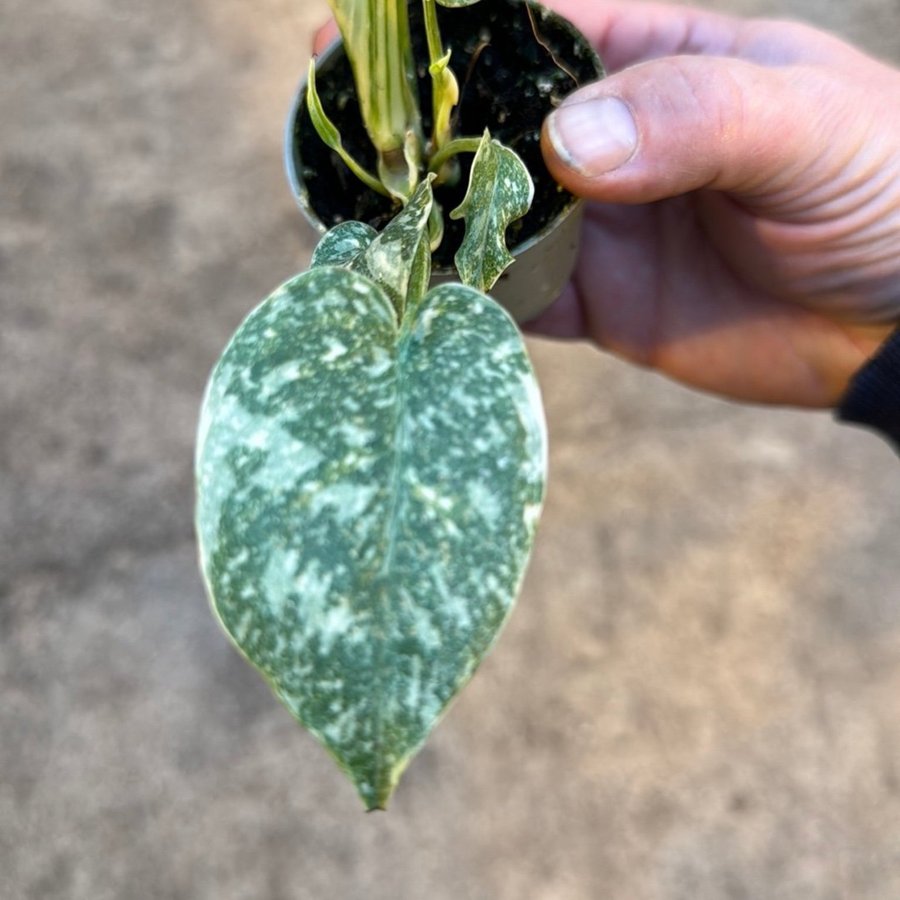 Monstera thai ‘creme burlee'