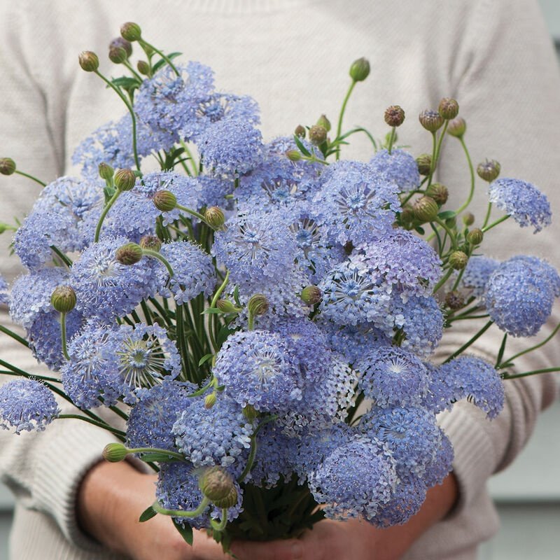 NYHET! Blåparasoll 'Lacy Lavender Blue' 50st frön