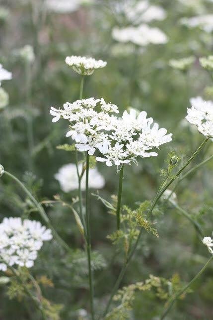 Blomsterkörvel Orlaya Grandiflora 'White Lace' 25st frön