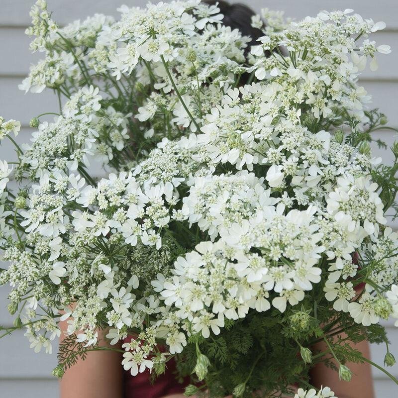 Blomsterkörvel Orlaya Grandiflora 'White Lace' 25st frön