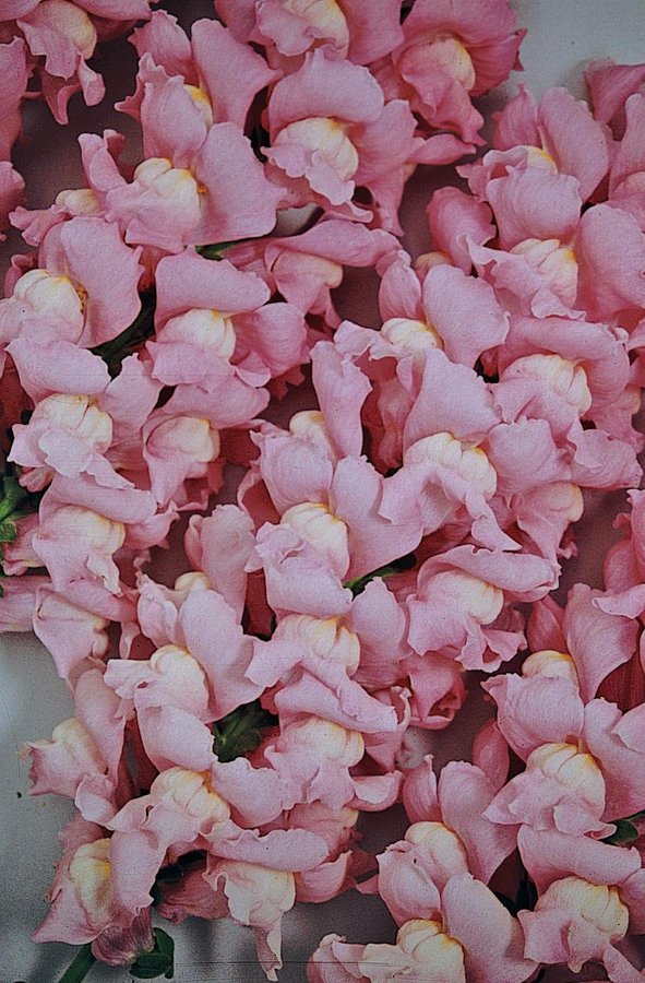 Lejongap 'Maryland True Pink' 40st frön