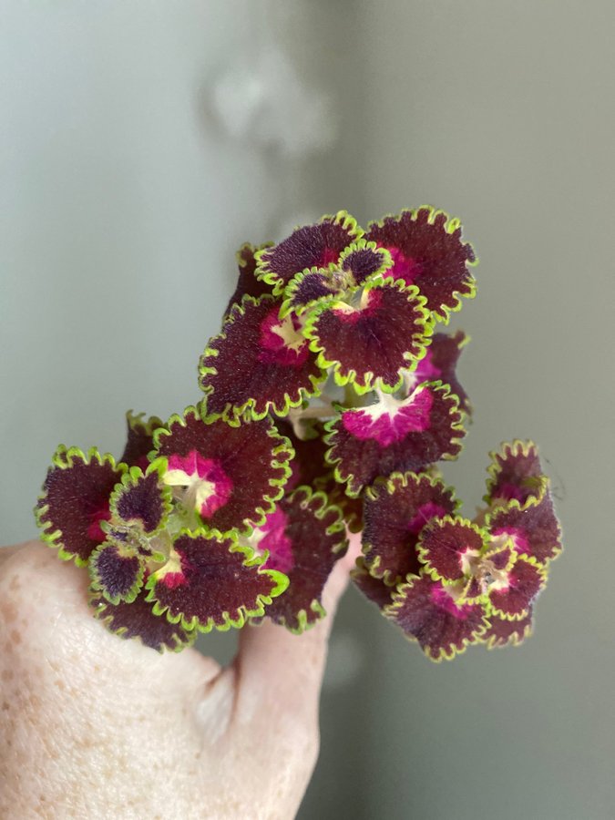 3 st COLORFUL DUCKFOOT ROSA SPORT *palettblad*coleus*