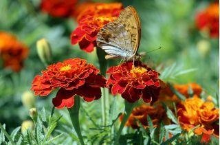 Tagetes Bonita Carmen  höjd 25-35 cm blommar juni-frost 40 frön