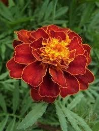 Tagetes Bonita Carmen  höjd 25-35 cm blommar juni-frost 40 frön