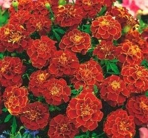 Tagetes Bonita Carmen  höjd 25-35 cm blommar juni-frost 40 frön