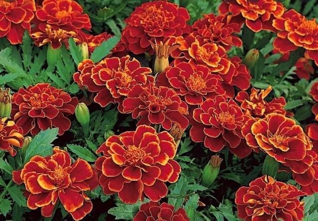 Tagetes Bonita Carmen  höjd 25-35 cm blommar juni-frost 40 frön