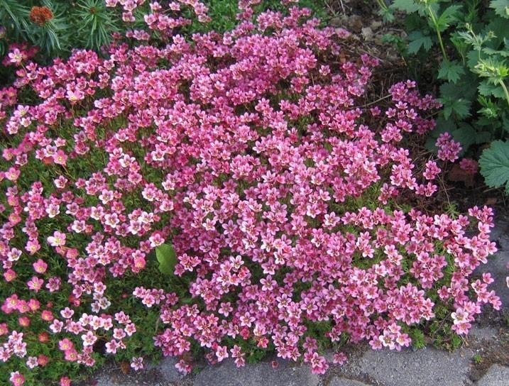 Saxifraga/ bräcka ros flerårig stenparti 15-20 cm bl maj-juni ca 100 frö