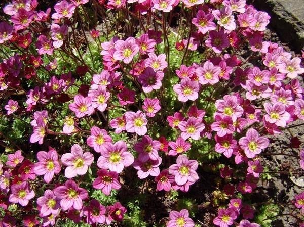 Saxifraga/ bräcka ros flerårig stenparti 15-20 cm bl maj-juni ca 100 frö